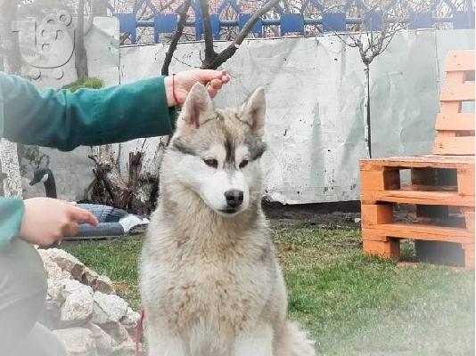 PoulaTo: Siberian Husky, αρσενικά κουτάβια